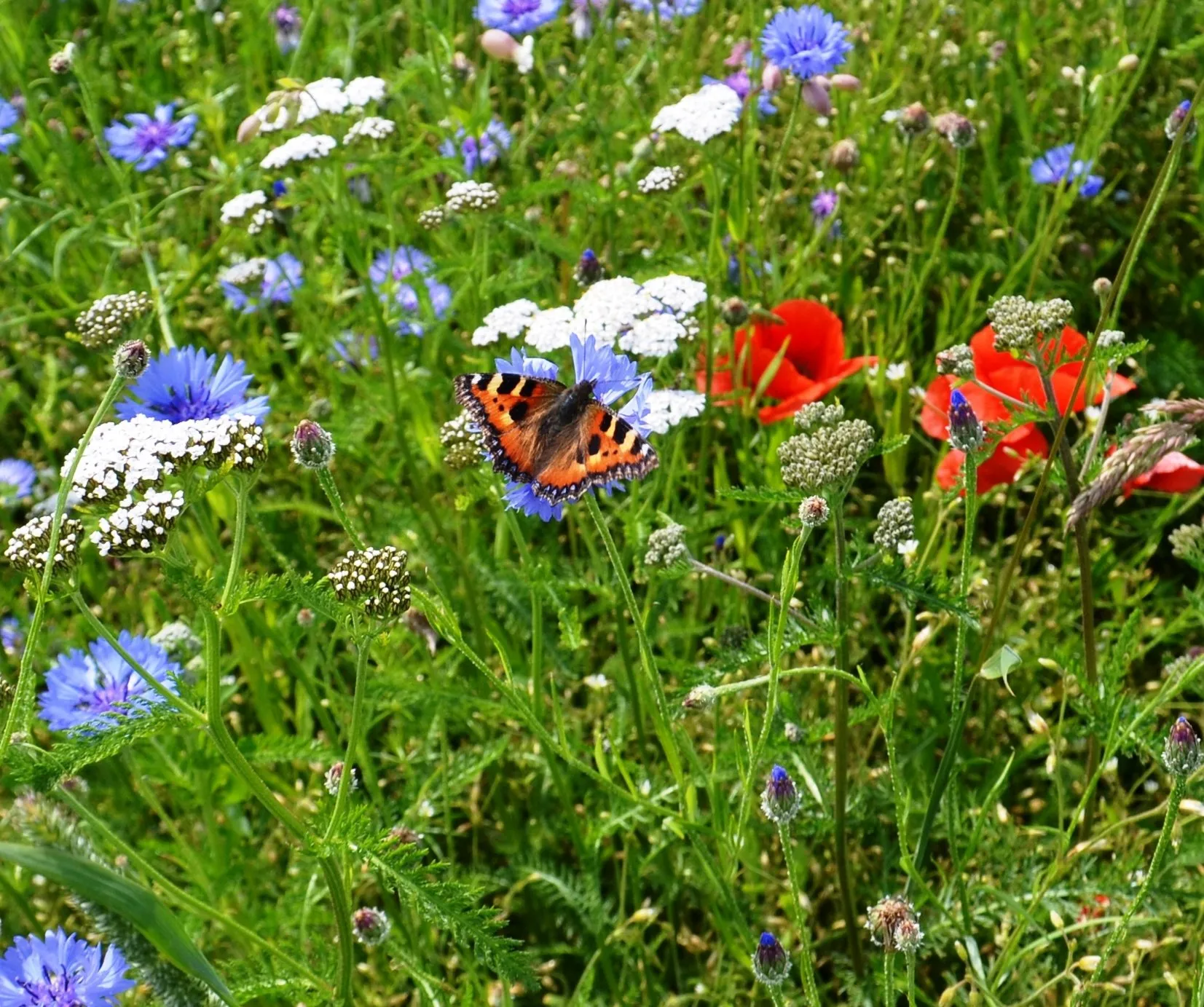 Wildflower Matting detail